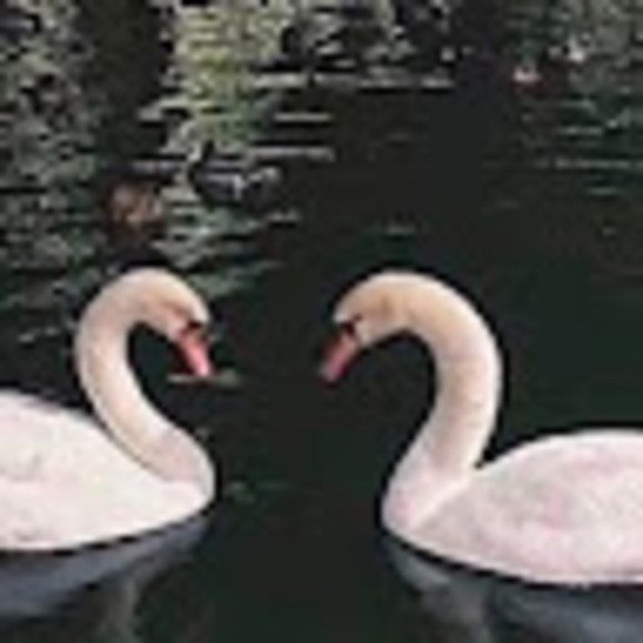 zoehong690